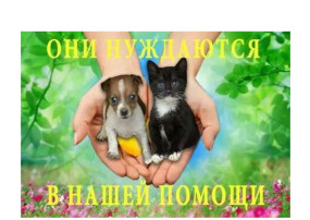 Зоозащитная акция «сНежный пес» в группе «Шустрики» Зоозащитная акция «сНежный пес» в группе «Шустрики».
